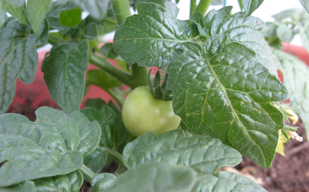 tomato on balcony garden