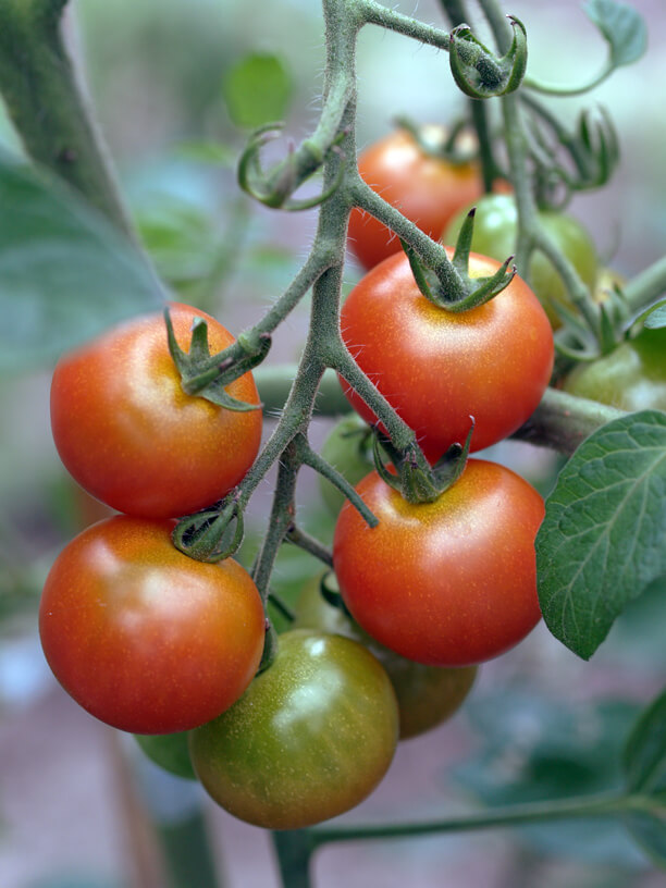 growing tomatoes on the vine