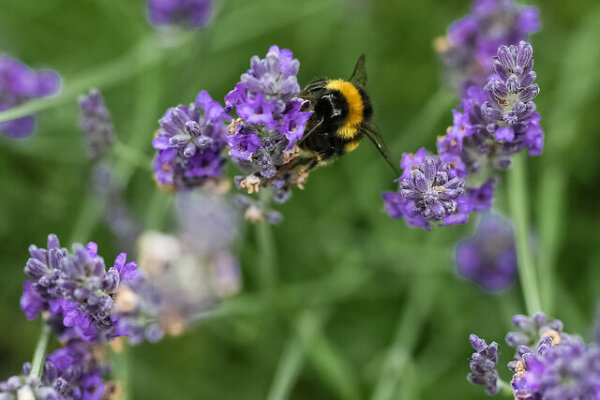 Bee amongst lavender