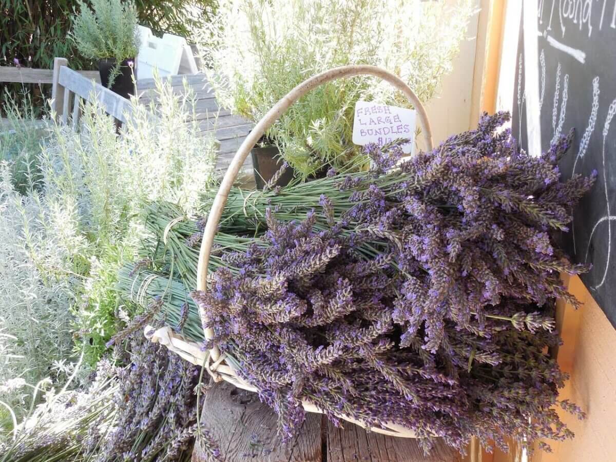 lavender bushels