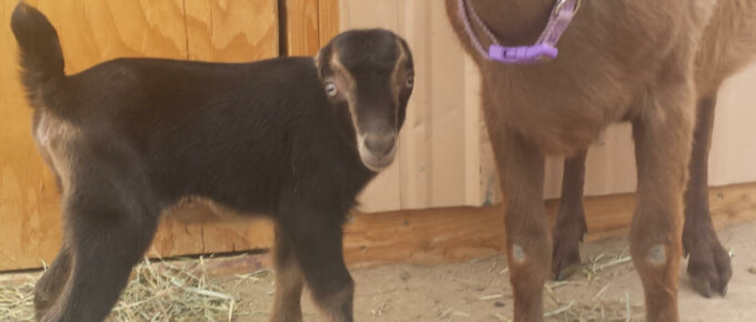 goats looking at camera, on is pregnant