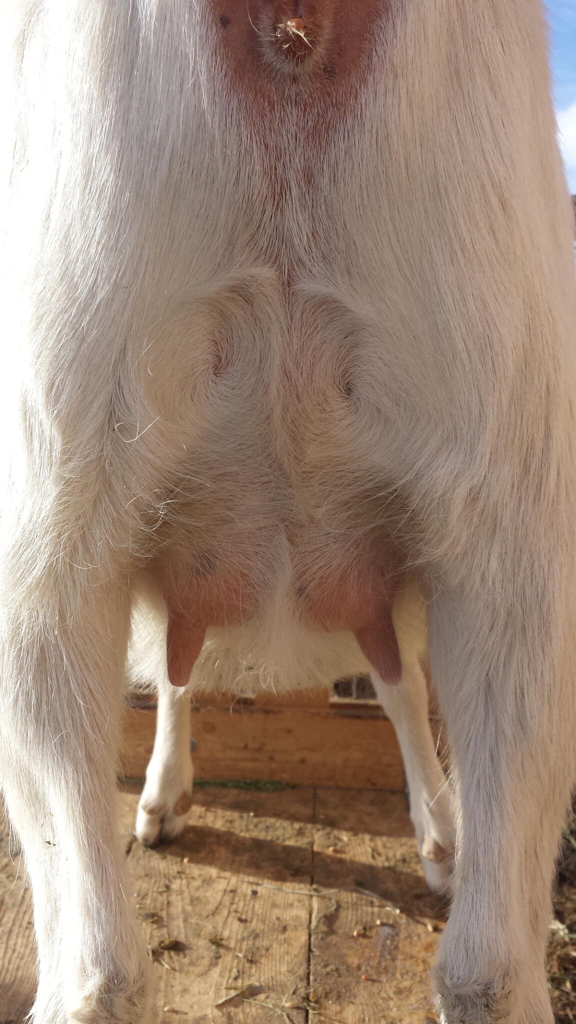 the enlarged udder of a pregnant goat