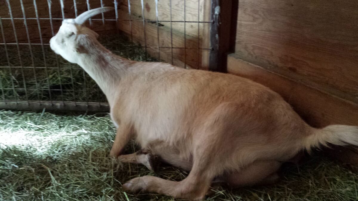 goat in labor and starting to push