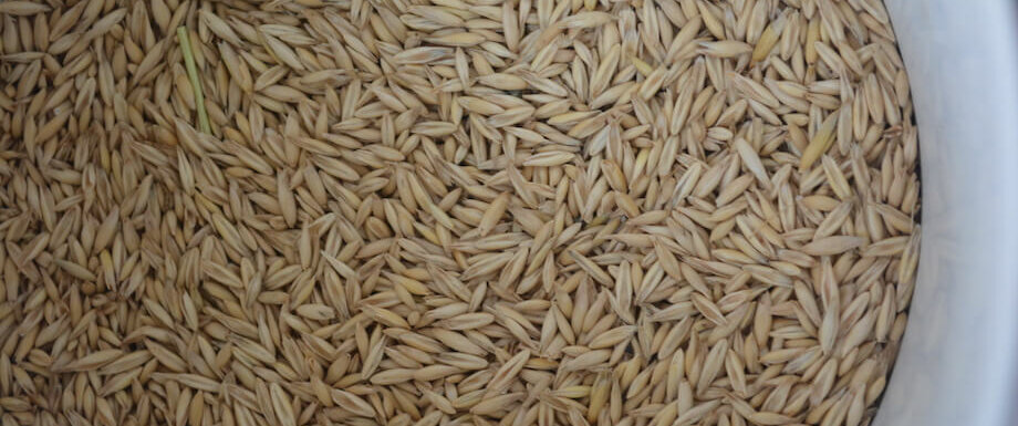oats for making fodder