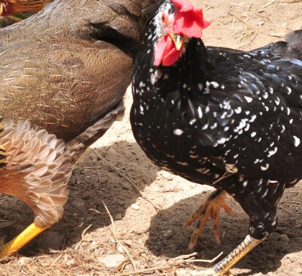 black acona chicken breed