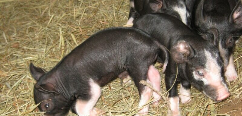 berkshire piglets resting