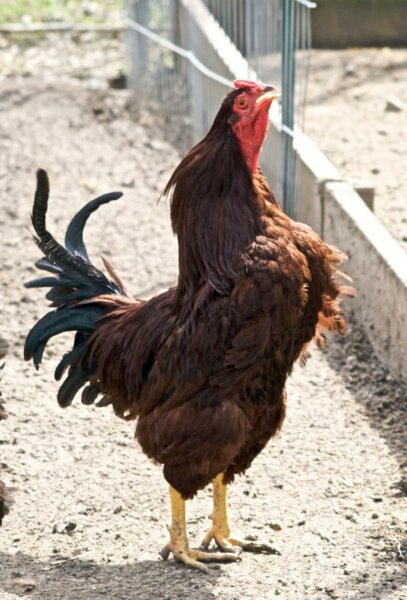 buckeye rooster