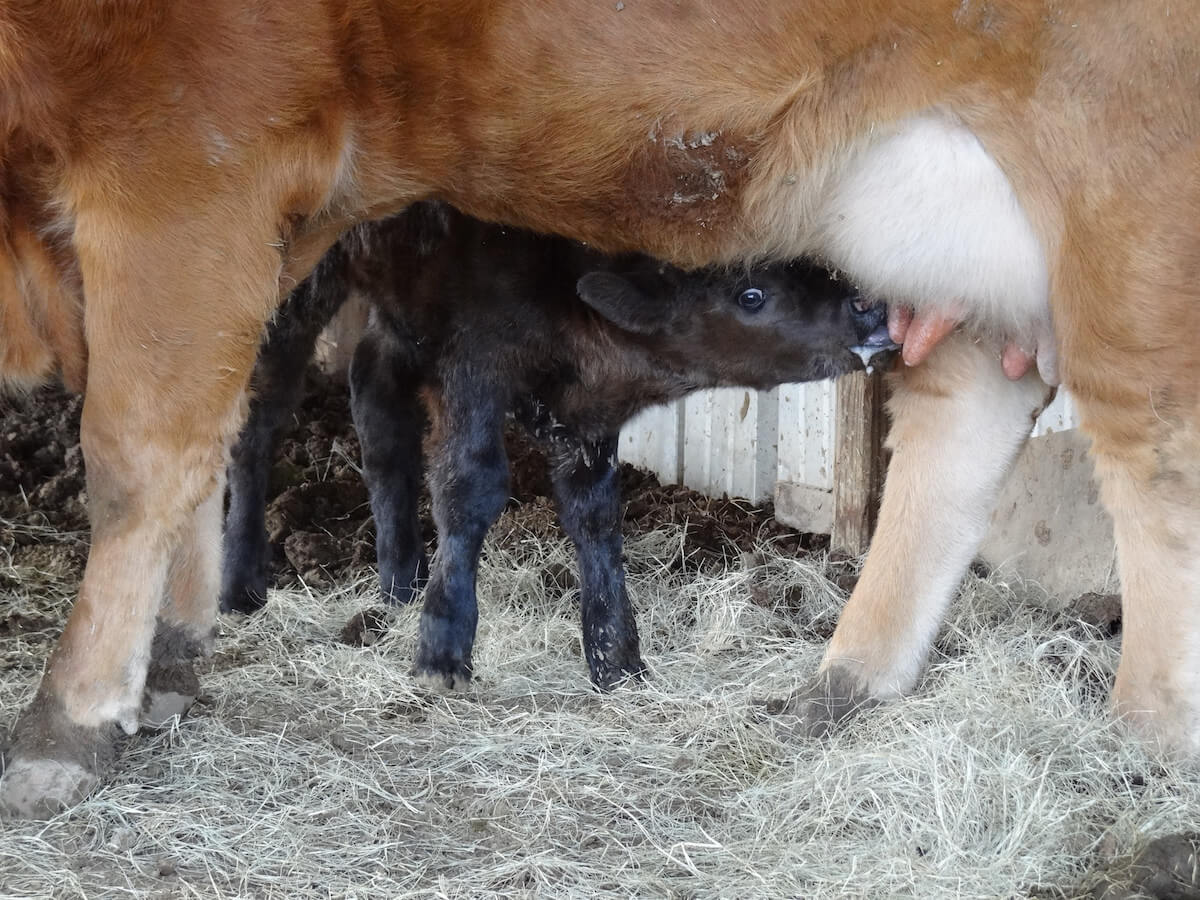 a calf nursing