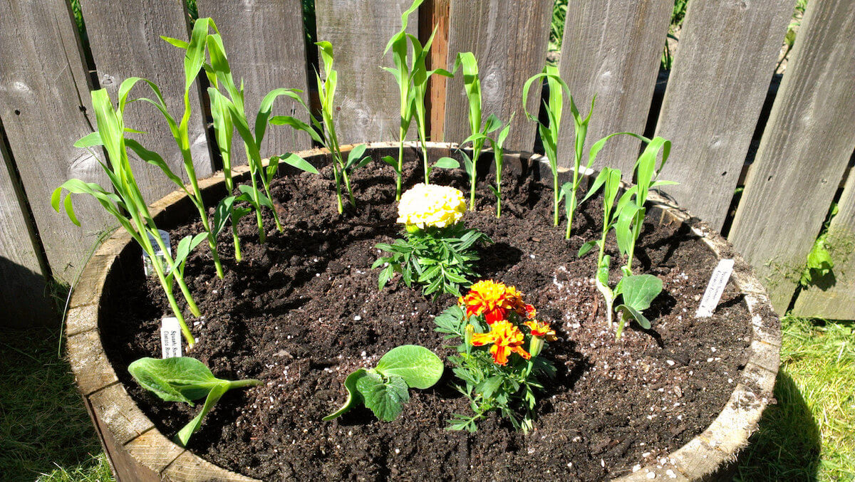 corn zucchini beans and marigolds planted together