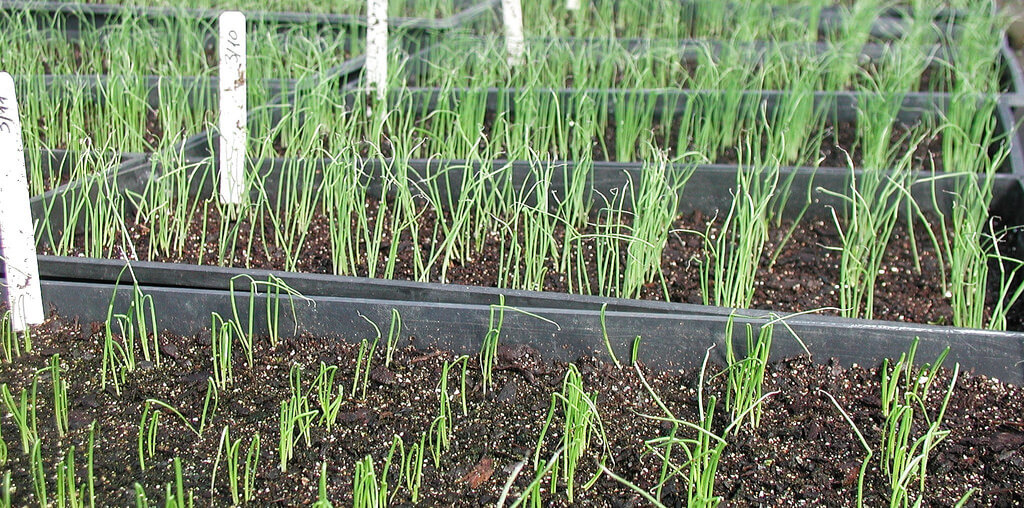 onion plants in greenhouse
