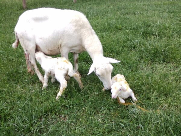 lambs and mom