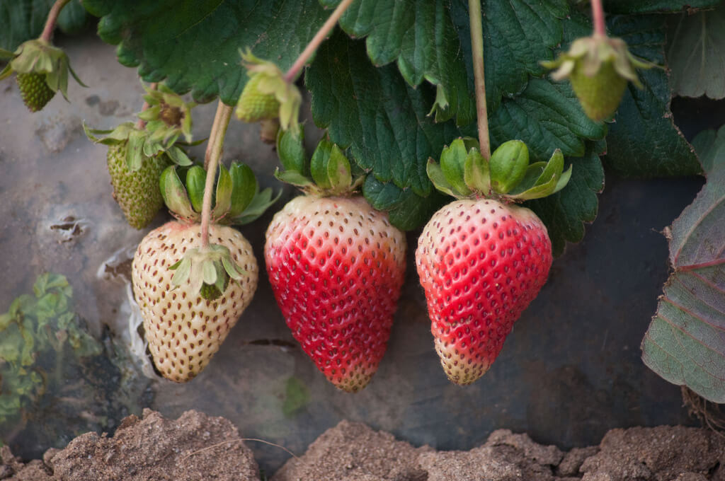 strawberries nearly ripe