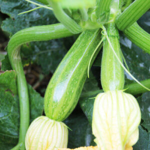 Zucchini growing. Takver / Flickr (Creative Commons)