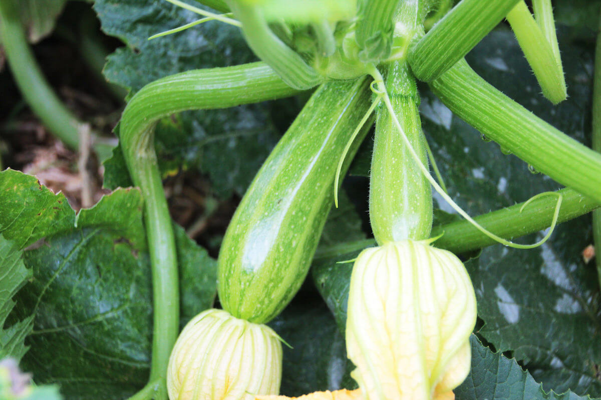 Zucchini growing. Takver / Flickr (Creative Commons)