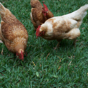 chickens pecking about the yard