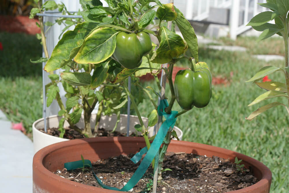 bell pepper growing