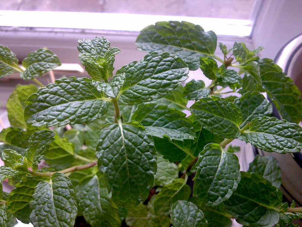 mint growing indoors