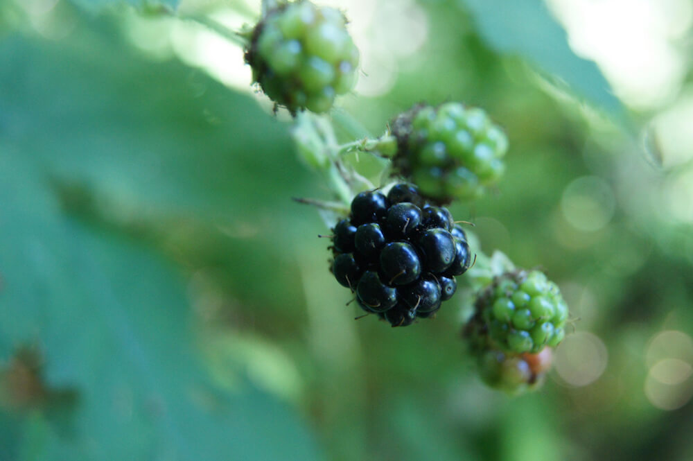 blackberries on the vine