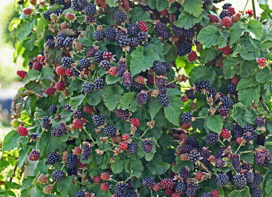 blackberries on trellis