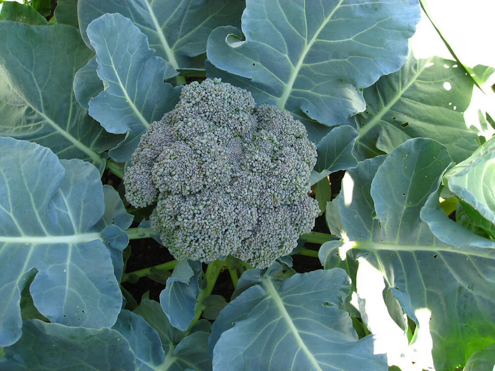 broccoli nearly ready to harvest