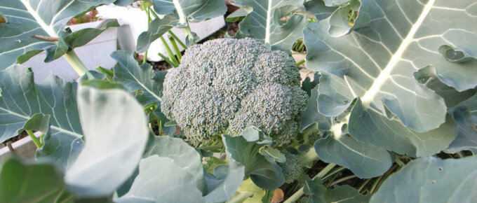 broccoli plant