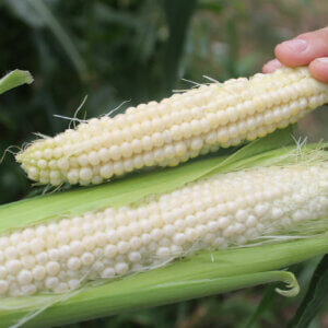 corn harvested