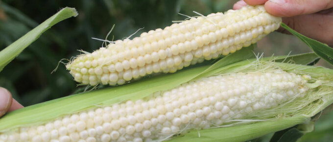 corn harvested