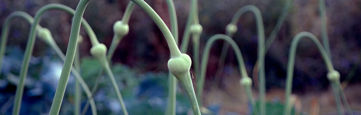 garlic plants to help repel mosquitoes