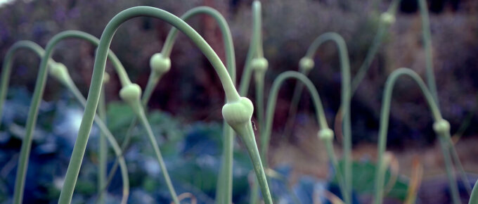 garlic plants to help repel mosquitoes