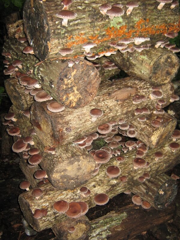 mushrooms growing on logs