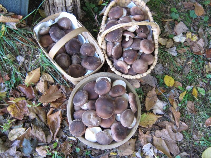 shiitake mushrooms harvested