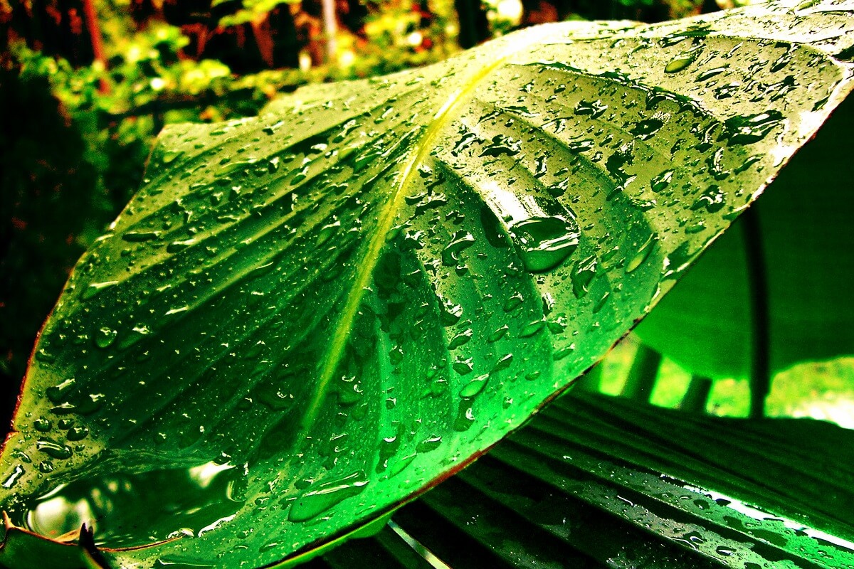 wet plant