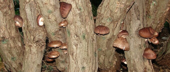 shiitake mushrooms on log