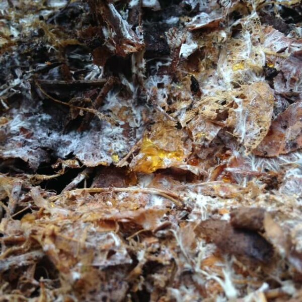 Decaying maple leaves are seen with a yellow spot of goo (the mycelium) in the middle.