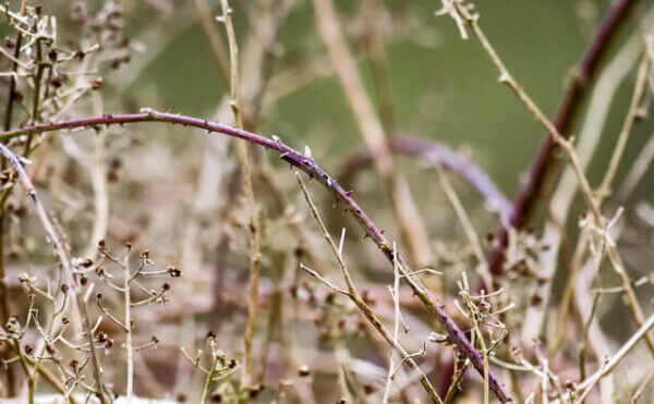 A picture with a single bramble branch stretching across the frame.