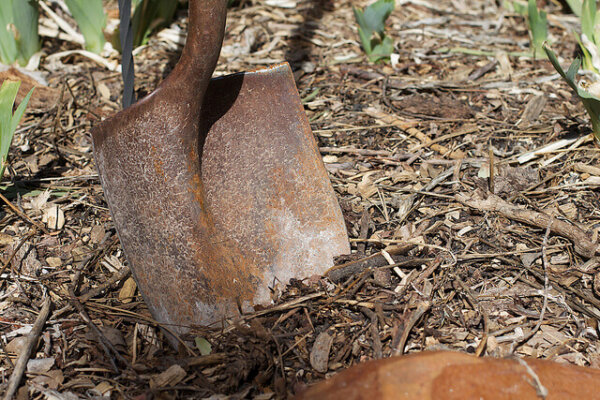 A shovel's blade is partially in the ground. Some plants can be seen in the background.