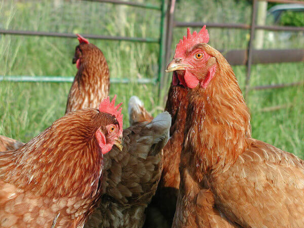 Three red hens are gathered together, a fence is in the background.