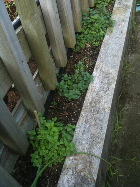mint growing along fence line