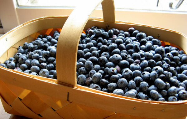 picked blueberries in a basket
