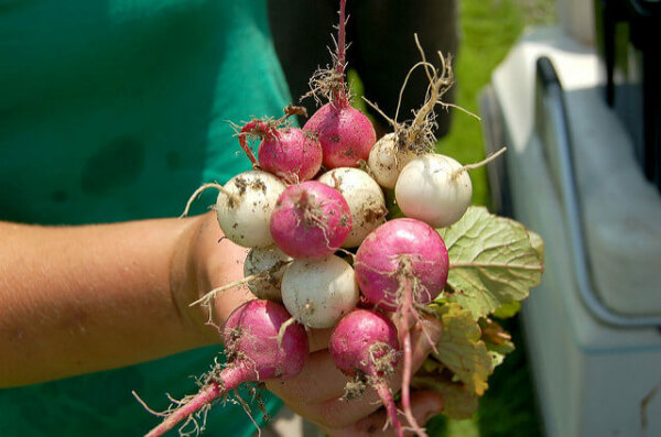 handful of freshly picked turnips