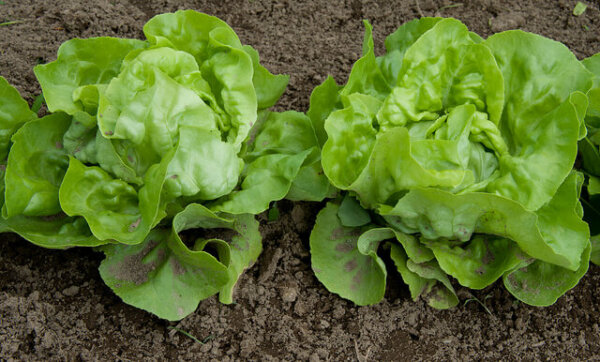 lettuce companion planting for beets