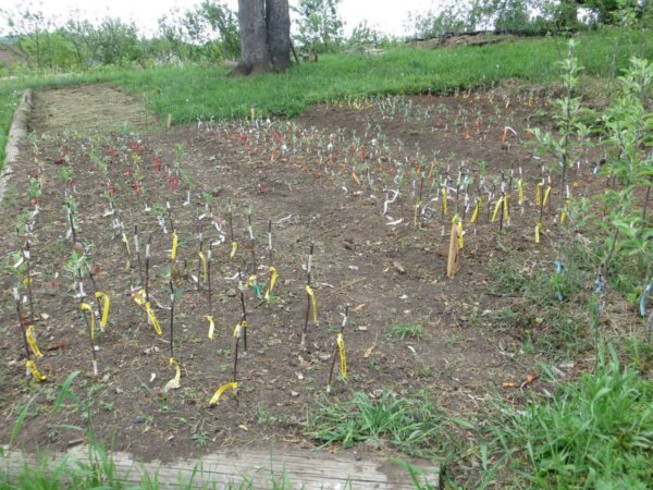 apple trees planted and growing