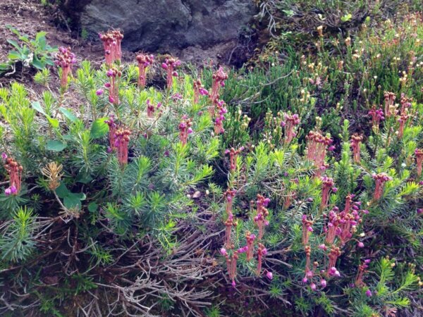 alpine plants with pink blooms