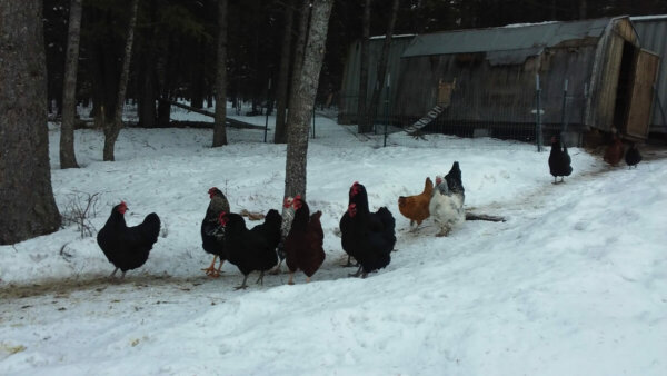 chickens taking a walk in the snow