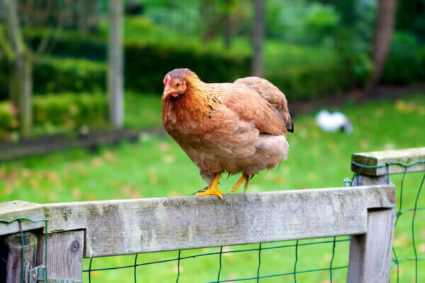chicken walking on fence