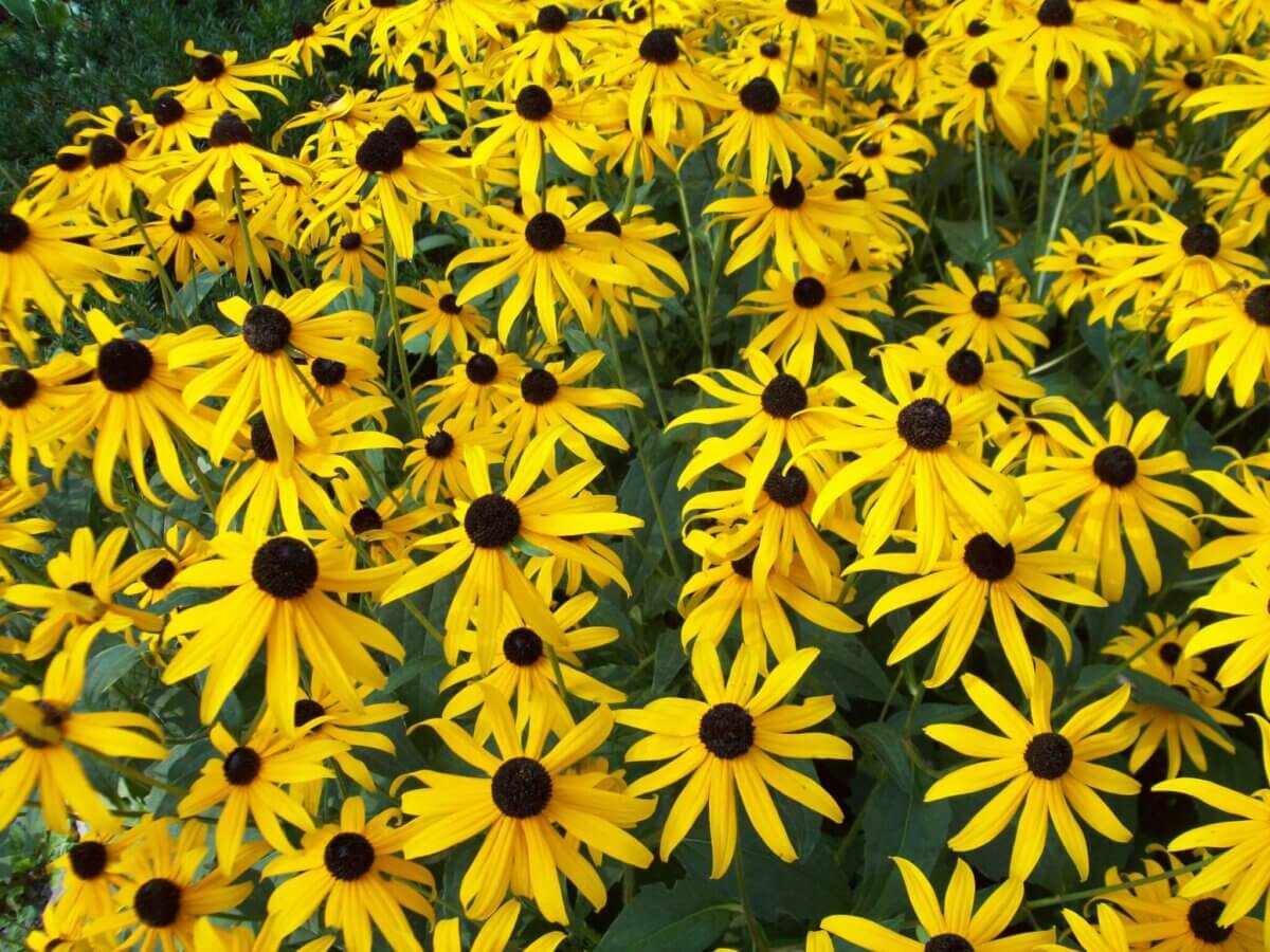 black eyed susans to attract dragonflies