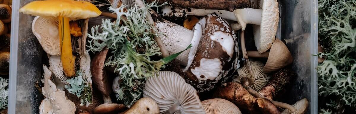 foraged mushrooms in bin