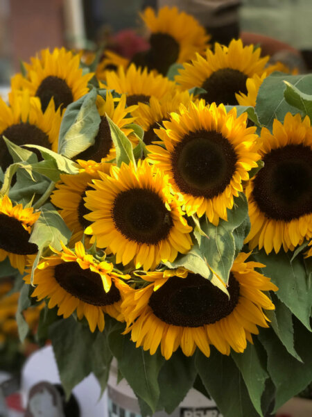 bouquet of sunflowers