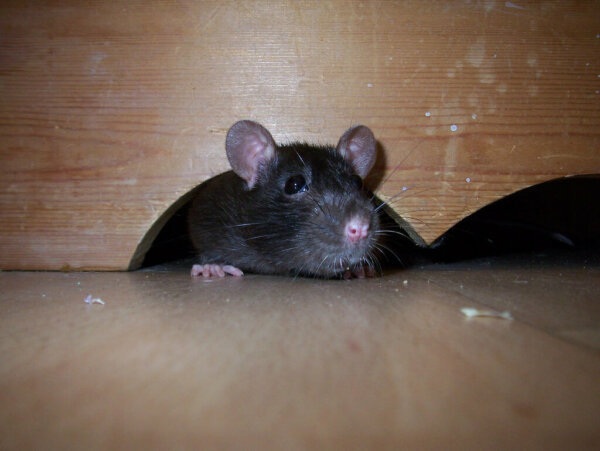 mouse-in-hole-600x451.jpg