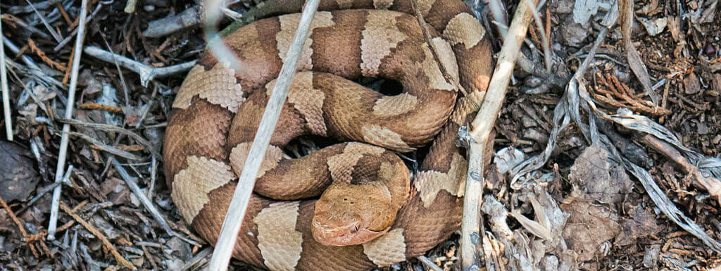 copperhead snake laying in woods